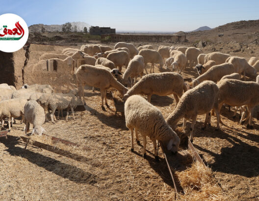 "كساب" يدق ناقوس خطر الجفاف على الفلاح ويكشف معاناة مربي الماشية بسبب غلاء الأعلاف