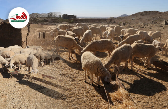 "كساب" يدق ناقوس خطر الجفاف على الفلاح ويكشف معاناة مربي الماشية بسبب غلاء الأعلاف