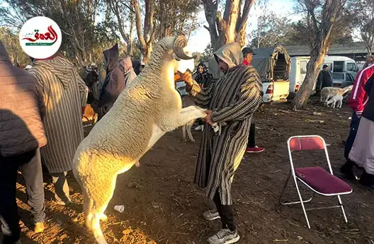 جولة داخل سوق الخميس الأسبوعي للخيل والمواشي بمدينة سلا