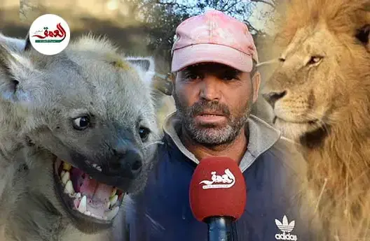 مستبعدا هجوم الأسد على خرفانه.. مربي ماشية بالخميسات: ضبع إلتهم أغنامي