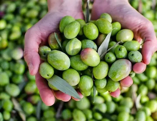 زيت الزيتون يتراجع إلى 70 درهما للتر.. “موسم الخير” يعيد الأمل لفلاحي سيدي بنور (فيديو)