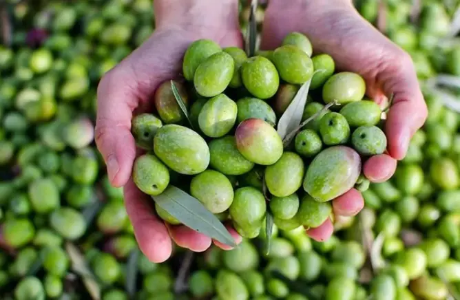 زيت الزيتون يتراجع إلى 70 درهما للتر.. “موسم الخير” يعيد الأمل لفلاحي سيدي بنور (فيديو)