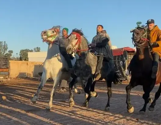 “الركابة”.. فرسان يضعون الجياد تحت الاختبار خلال بيعها بالأسواق (فيديو)