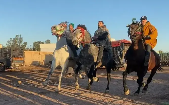 “الركابة”.. فرسان يضعون الجياد تحت الاختبار خلال بيعها بالأسواق (فيديو)