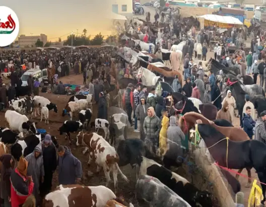 جولة في أشهر أسواق المواشي بـ”عاصمة الشاوية”