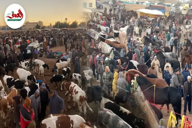 جولة في أشهر أسواق المواشي بـ”عاصمة الشاوية”