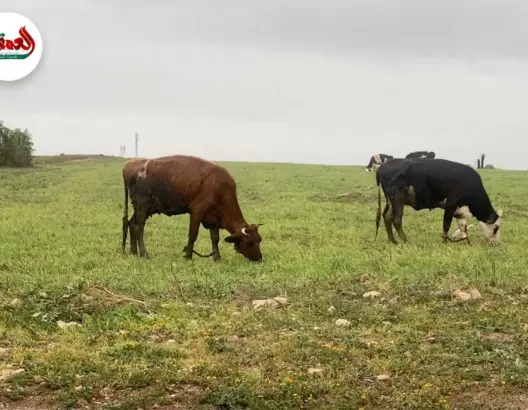 فرحة فلاحين بالأمطار الأخيرة