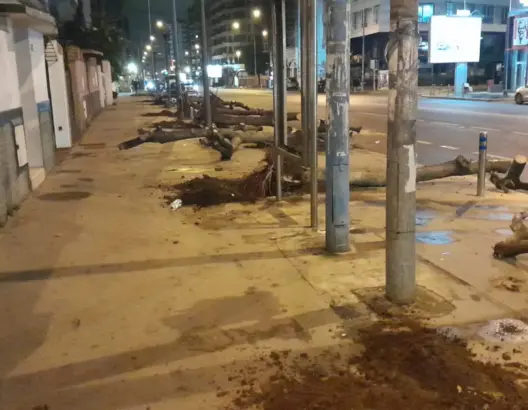 قطع أشجار "الجكرندة" بالدار البيضاء يثير غضب نشطاء البيئة