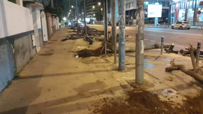 قطع أشجار "الجكرندة" بالدار البيضاء يثير غضب نشطاء البيئة