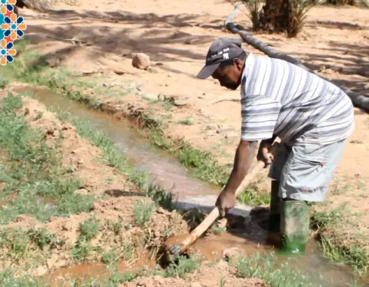 فلاحو واحة درعة يقاومون الجفاف ونضوب الآبار