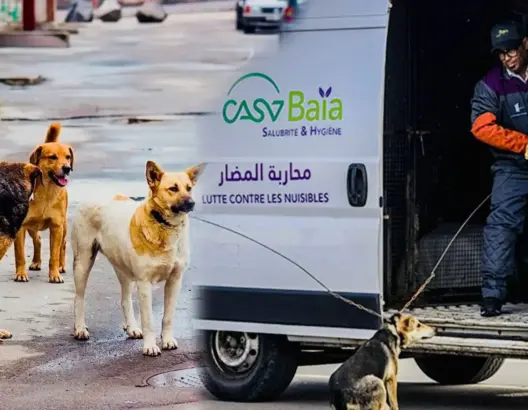 القضاء يغرم الرميلي 5 ملايين بسبب عض الكلاب لسيدة بالبيضاء