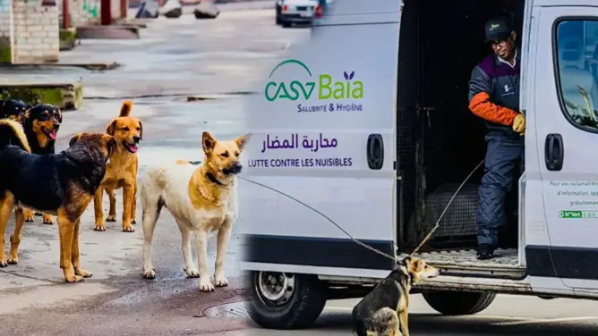 القضاء يغرم الرميلي 5 ملايين بسبب عض الكلاب لسيدة بالبيضاء