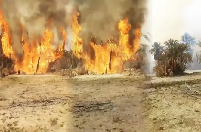 حريق مهول يلتهم مئات أشجار النخيل بواحة تغجيجت في كلميم