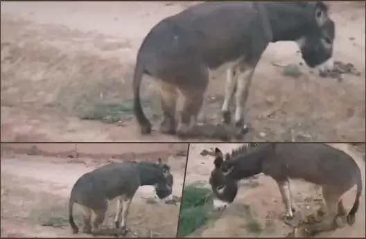 صورة صادمة لبتر أطراف دابة بزاكورة تثير استياء رواد مواقع التواصل الاجتماعي