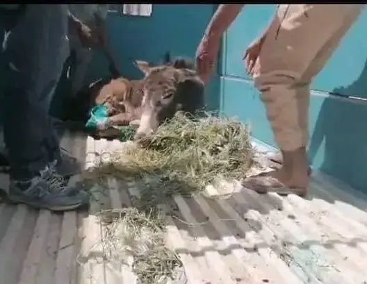 زاكورة.. جمعية للرفق بالحيوان تنقل الدابة التي تم بتر أطرافها إلى مراكش (صور)