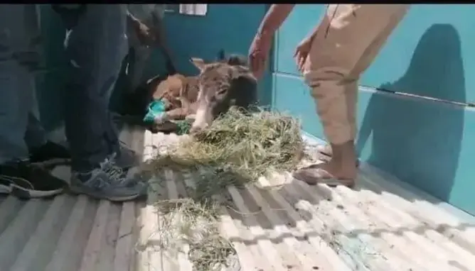 زاكورة.. جمعية للرفق بالحيوان تنقل الدابة التي تم بتر أطرافها إلى مراكش (صور)