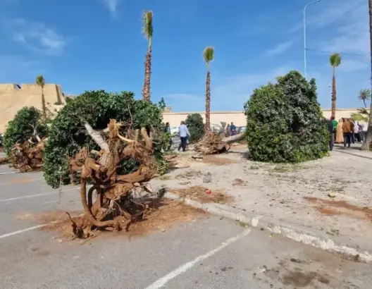 هيئة تطالب بفتح تحقيق في “اجتثات أشجار ساحة الحنصالي بالجديدة”