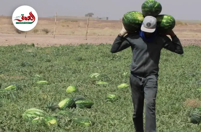 في ظل شح المياه.. “الدلاح” يخلق رواجا اقتصاديا بزاكورة