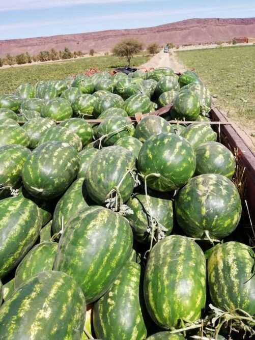 لحماية الفرشة المائية.. سلطات زاكورة تقيّد زراعة البطيخ بشروط صارمة