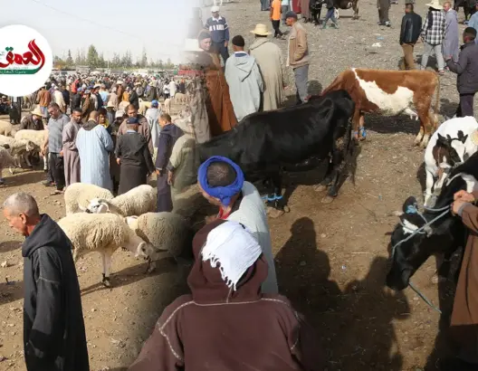 ارتفار صاروخي للمواشي بسوق الاربعاء بمراكش..وتجار يكشفون أسباب الغلاء
