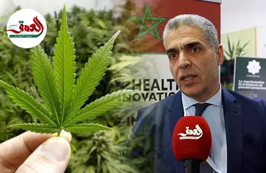 شاي ومكملات ومواد تجميل.. هذه خصائص مستخلصات “الكيف”