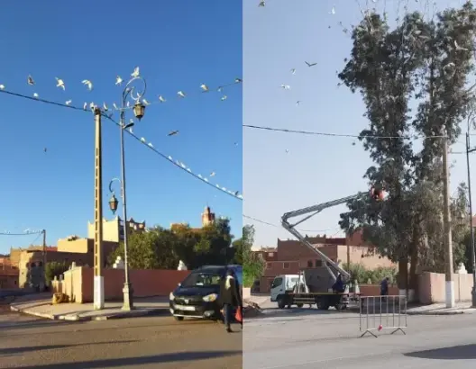 قطع شجرة معمرة يشرد طيور ويثير الاستياء بقلعة امكونة