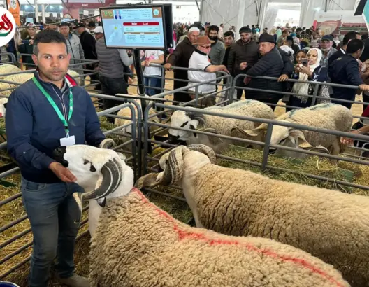 خروف يفوز بالجائزة الأولى لأحسن فحل بالمعرض الفلاحي