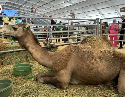 فوائد لحوم وحليب الإبل