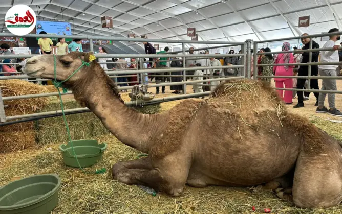 فوائد لحوم وحليب الإبل