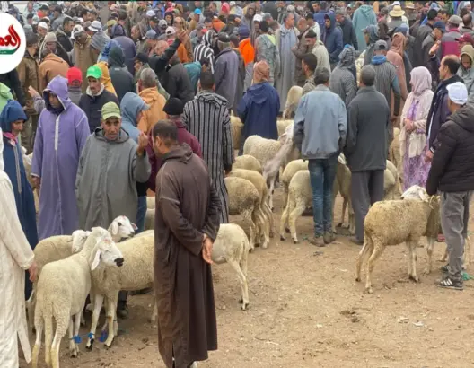 فلاحون: أسعار الأضاحي مرتفعة بـ1500 درهم مقارنة بالسنة الماضية