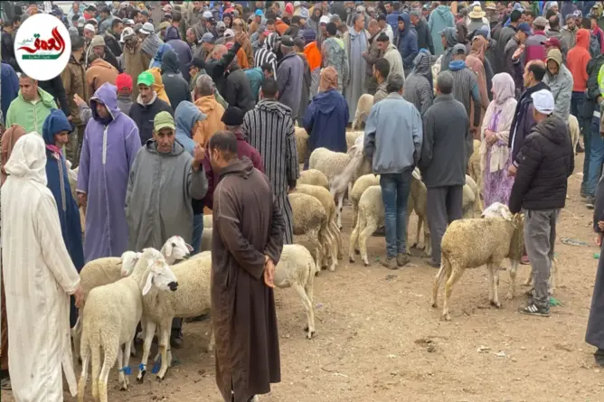 حماة المستهلك: إلغاء الأضحية قرار متبصر يقطع الطريق أمام تجار الأزمات