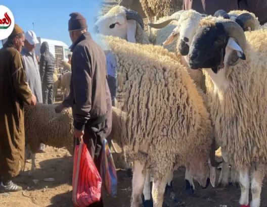 مغاربة متذمرون من غلاء أضحية العيد