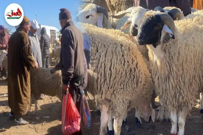 مغاربة متذمرون من غلاء أضحية العيد