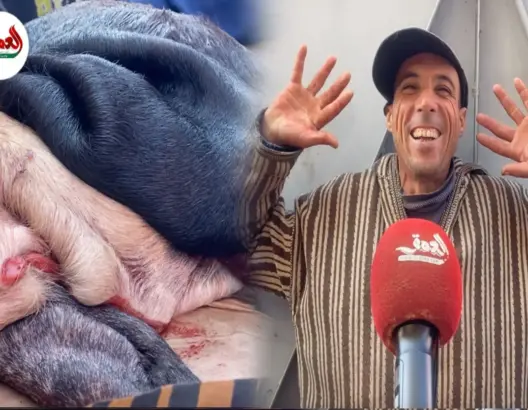 البادرة.. جزء من جلد البقر يعوض “الكرعين” بدكالة