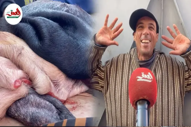 البادرة.. جزء من جلد البقر يعوض “الكرعين” بدكالة