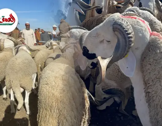 انخفاض أسعار الأغنام مع اقتراب عيد الأضحى بسوق أربعاء السويهلة.. وفلاحون يكشفون الأسباب