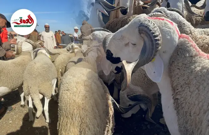 انخفاض أسعار الأغنام مع اقتراب عيد الأضحى بسوق أربعاء السويهلة.. وفلاحون يكشفون الأسباب