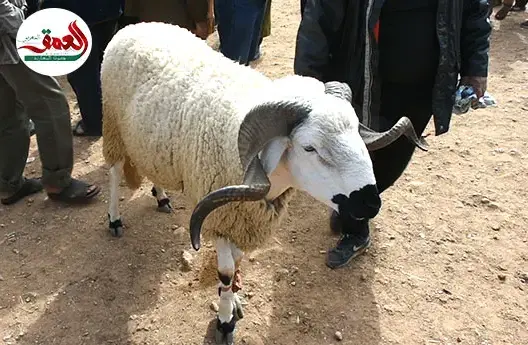 مواطنون يشتكون غلاء الأضاحي نواحي الحاجب