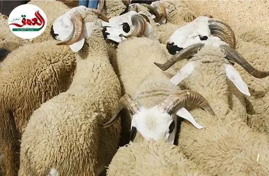 فلاحون يتبرؤون من غلاء الأضاحي