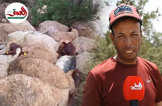 صاعقة رعدية بصفرو تتسبب في نفوق 54 رأسا من الغنم