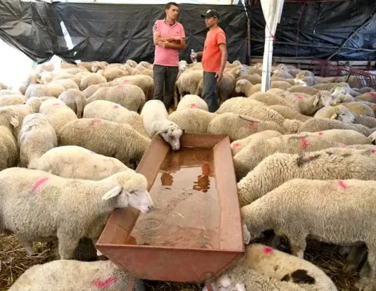 وزير الفلاحة يقر بتراجع القطيع الوطني واستيراد أضاحي العيد يلامس نصف مليون رأس