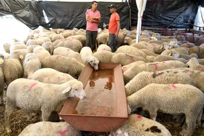 وزير الفلاحة يقر بتراجع القطيع الوطني واستيراد أضاحي العيد يلامس نصف مليون رأس