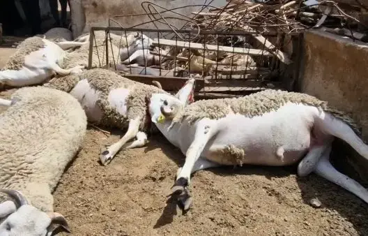 “التسمين” وراء نفوق عشرات الخرفان المعدة لعيد الأضحى بإقليم برشيد