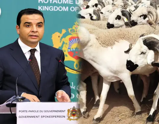 الحكومة: عرض الأضاحي يفوق الطلب بكثير