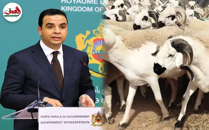 الحكومة: عرض الأضاحي يفوق الطلب بكثير