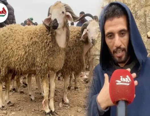 شناق يشرح مواصفات الخروف الجيد