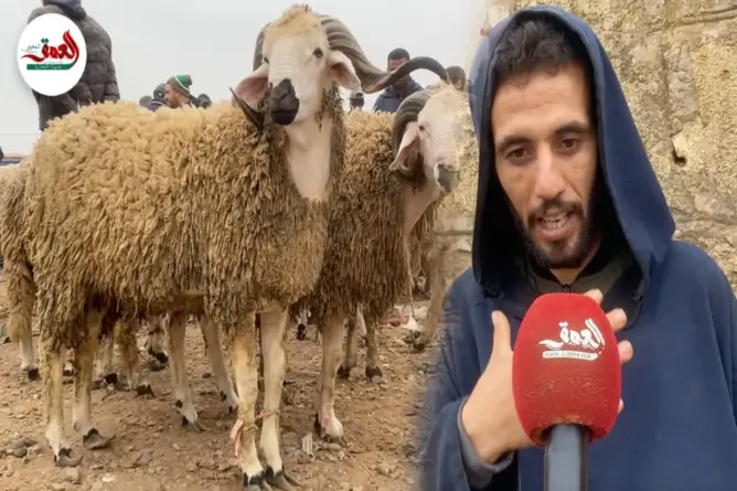 شناق يشرح مواصفات الخروف الجيد