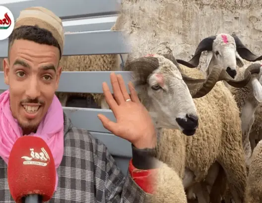 شناق: هذا دورنا بأسواق الماشية