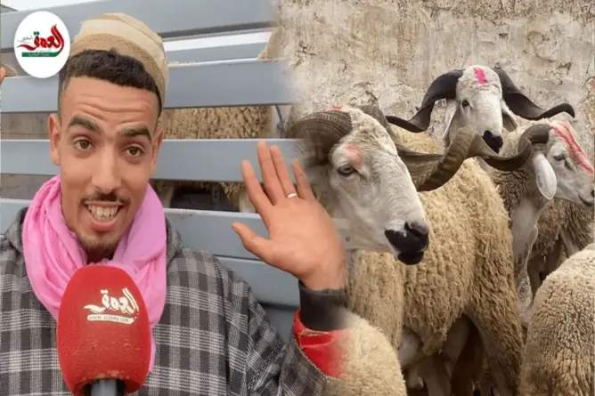 شناق: هذا دورنا بأسواق الماشية