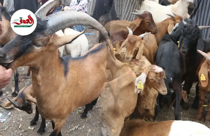 رغم وفرة العرض وتنوع السلالات.. أسعار الماعز تصل مستويات قياسية بأسواق مراكش